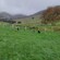 A New Zealand rural landscape with 3 Border Collie dogs